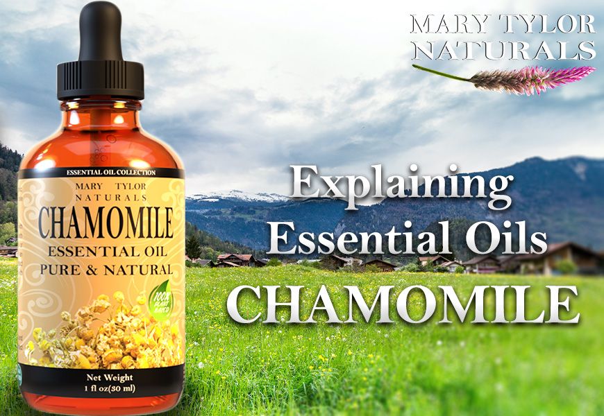 Explaining Essential Oils - Chamomile  