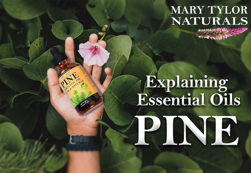 Explaining Essential Oils: Pine