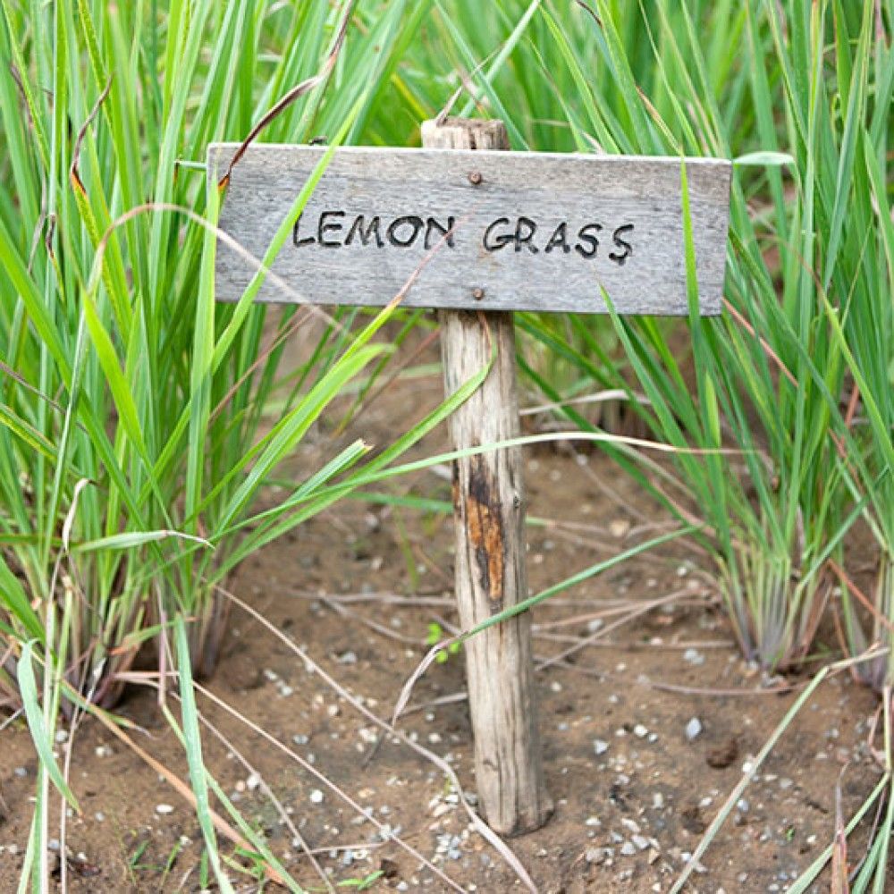 Benefits of Lemongrass