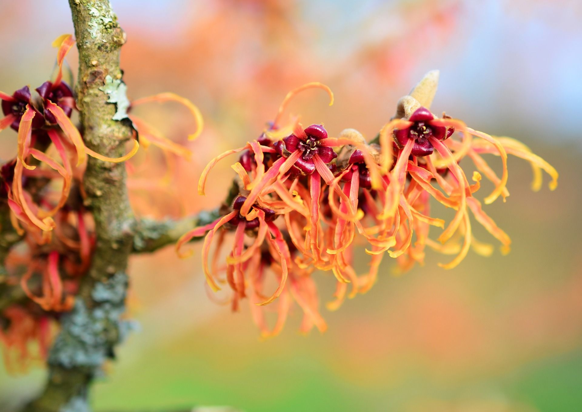 benefits-of-witch-hazel