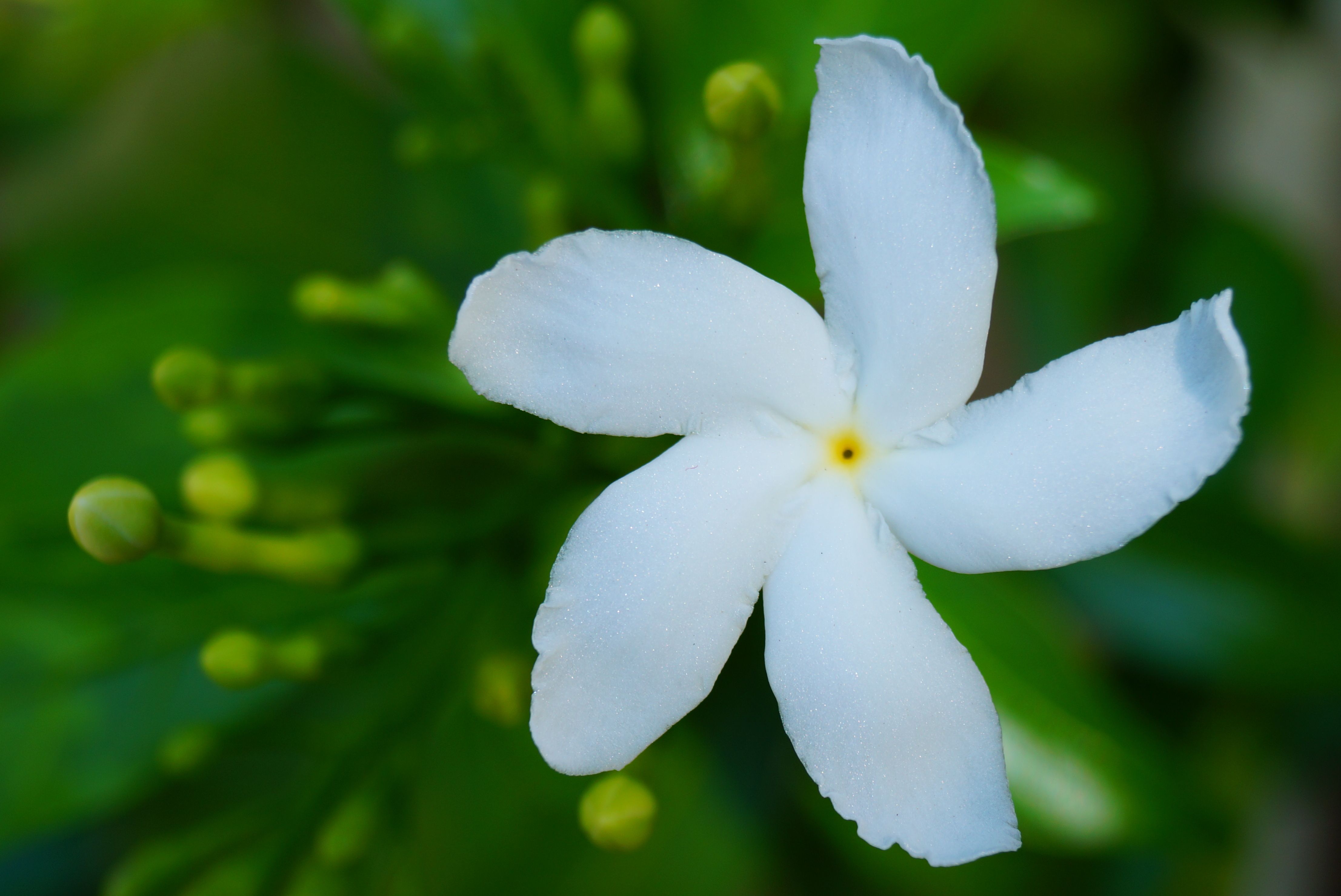 Explaining Essential Oils- Jasmine