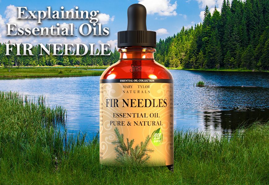 Explaining Essential Oils: Fir Needle