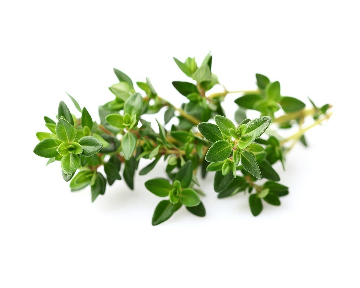 Explaining Essential Oils- Thyme