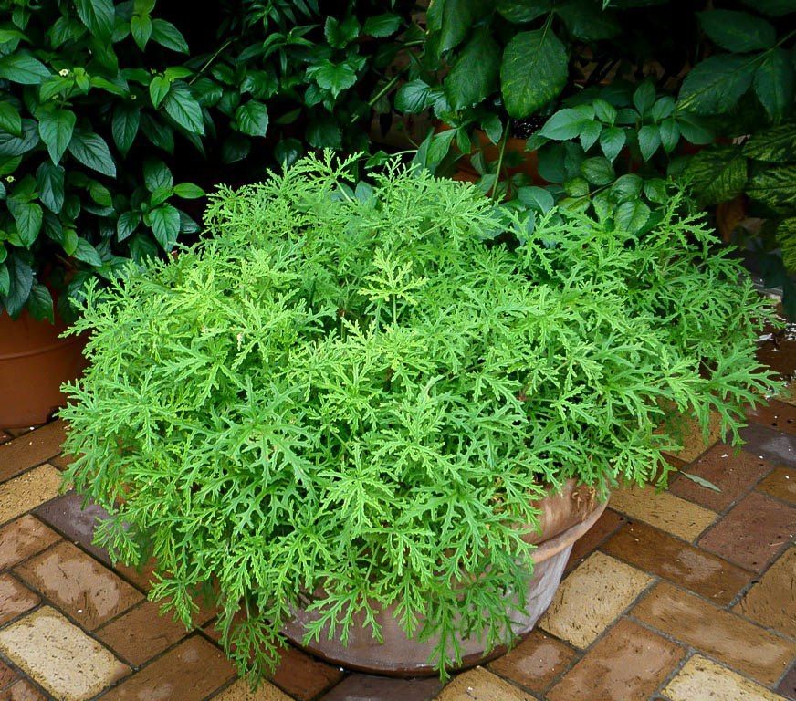 Benefits of Citronella