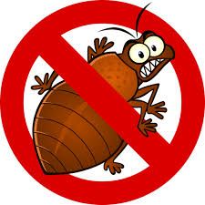 How to Use Essential Oils as Natural Bug Repellent