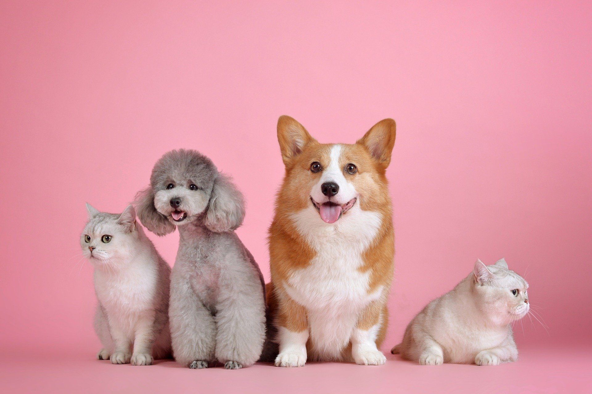 3 Pet Friendly Natural Recipes Your Furry Friends will Love
